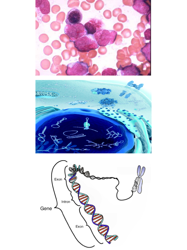 Signature role of miRNA in cell and therapeutic value in the treatment of Acute Myeloid Leukemia(AML)