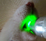 The optical fluorescence for diagnostic in dentistry