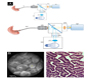 Fiber Optic Endomicroscopy Enables In-Situ Microscopic Imaging of the Gastrointestinal Tract Mucosae