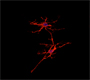 Oligodendrocytes in a Dish