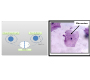 Micronucleus Test for Monitoring of DNA Damage to Oral Epithelial Cells